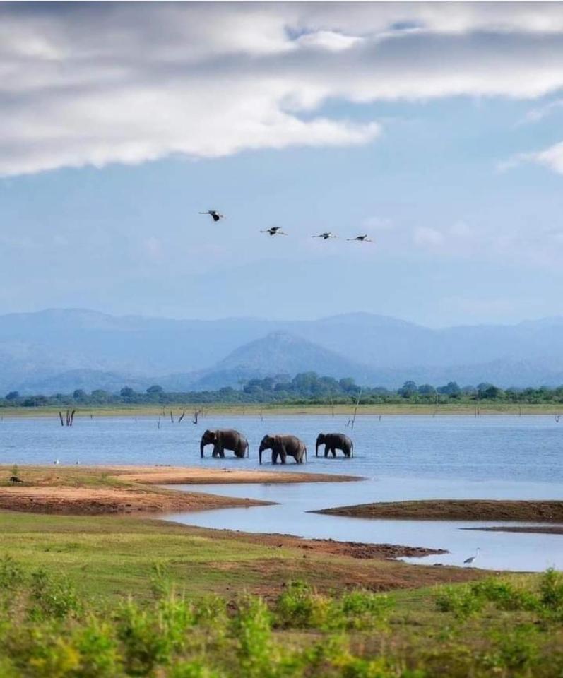 Amron Resort Sigiriya Pokoj fotografie